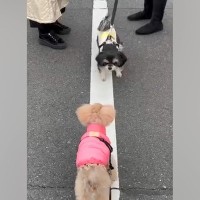 『白線の上を歩きたい』犬同士の取り合いが勃発→攻防戦の末に…平和すぎる『可愛い展開』に「譲り合いの精神ｗ」「優しい」と8万再生の反響