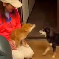 京都で1泊2日の旅へ→帰宅したら、家にいた犬2匹が…激しい争奪戦へと発展した『熱烈歓迎』に「幸せ空間」「思わずニヤニヤした」と絶賛の声