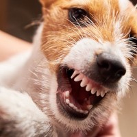 犬が『今は触ってほしくない』と思っている時のサイン4選　やるべきではないNG行為と取るべき対応とは