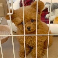 お迎えしたばかりの赤ちゃん犬が『外に出してほしい』と文句を言って…キュンキュンが止まらない光景が話題に　可愛すぎる訴え方に思わず悶絶