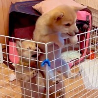 『外に出たい…！』３匹の赤ちゃん犬たちがケージをよじ登り…想定以上だった『脱走を企てる光景』に「順番守るの可愛い」「大変ｗ」と反響
