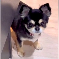 家事をしていたら、寂しがり屋な犬が…構ってもらえなくて見せた『予想外の解決方法』が17万再生「笑ったｗ」「抱きしめたくなる」と絶賛