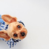 犬が『服を着たがらない』5つの理由　嫌がる理由や洋服を着せるメリット、対処法まで
