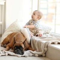 犬が『嫉妬』しているときにみせるサイン4選　愛犬がヤキモチを焼いてしまう相手とは？