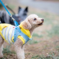 愛犬が『他の犬に吠えてしまう』直す方法はある？トラブルを避けるための対処法をご紹介