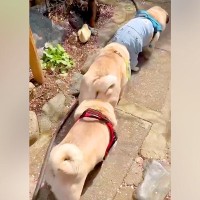 パグ犬３匹とお散歩→なぜか電車のように…？あまりにも可愛い光景が37万再生「ずっと見ていられるｗ」「上手すぎ」海外からも多くの反響
