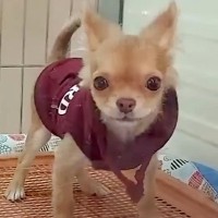 飼うつもりが無かった『売れ残りの犬』をお迎えした結果…涙が止まらない『１週間の記録』が177万再生「運命だったんだ」「素敵な家族」