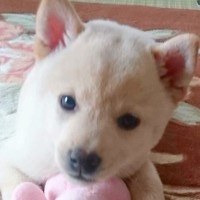 『豆柴サイズ』と言われていた犬→４年後…予想を遥かに超える『衝撃のビフォーアフター』が74万再生「大型犬かとw」「立派に育った」と反響