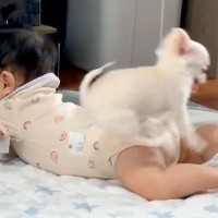 赤ちゃんがいる家に『子犬がやってきた』結果…一緒に生活をする光景があまりにもポテポテしていると894万再生「可愛い大渋滞」「コンビ最高」