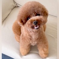 スラッとしている犬→1年半後…目を疑う『別犬のようなビフォーアフター』が17万再生「めちゃくちゃ変わってるｗ」「どっちも可愛い」驚きと絶賛の声