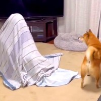 『家におばあちゃんが隠れていたら、犬は気付くのか』を検証→コント過ぎる『想像できなかった結末』が80万再生「お腹痛いｗ」「必死で可愛い」