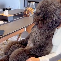 テレビを鑑賞中、大型犬が膝に乗ったと思ったら…もはや人間にしか見えない『まさかの光景』が196万再生「可愛すぎる」「ぜひ乗ってほしい」