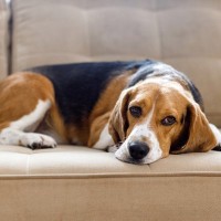 犬が『情緒不安定』になっているときにみせる行動4選　感情の起伏が激しい場合はどうしたらいいの？