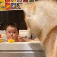 お風呂が大嫌いなはずのハスキー犬が、なぜか駆けつけてきて…『可愛すぎる理由』と微笑ましい光景に「ニコニコしちゃった」「可愛い」の声