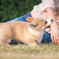 子犬がやりかねない『危ない行為』4つ　命に関わる可能性も…知っておくべき対処法まで