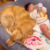 赤ちゃんが『3時間に1回のペースで夜泣き』していたら、大型犬が…頼もしすぎる光景が話題に　優しさ溢れる姿に反響