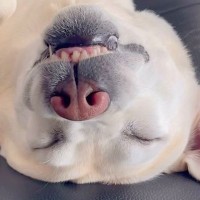 爆睡している大型犬を観察中→目が覚めた瞬間…なぜか『気まずい空気が流れる光景』に「油断も隙もありまくり」「平和で何よりｗ」と反響