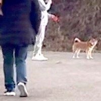 渋々散歩する犬の前に『大好きな人が急に現れたらどうなるのか』検証した結果…『予想以上の反応』が161万再生「シッポ可愛すぎる…」と悶絶