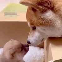 赤ちゃん犬の名前に悩む家族→先住犬に決めてもらおうとしたら…想像を超える『天才的な行動』が699万再生「ちゃんと話しながら決めてて凄い」