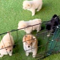 『６匹の赤ちゃん犬』にお出迎えされた結果→反則級に尊い『熱烈歓迎な光景』が61万再生「天使すぎるだろ…」「柴犬パラダイス」と悶絶の声