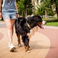 『モラルがない犬の飼い主』の行動5選　周りが大迷惑しているタブー行為や守るべきマナーまで