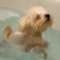 生まれつき眼球がない犬→光を感じない世界でも…一生懸命で前向きな光景に思わず涙「本当にパワーもらえる」「これからも元気で」と19万再生