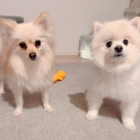 犬におやつを与える前に『フセ』と指示したら…『どうしてそうなった？』まさかの爆笑行動が215万再生「逆に難しいｗ」「ドヤ顔たまらん」