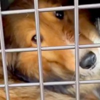 『大量の歯石や悪臭で酷い状態の犬』が初めて人と暮らした結果…愛情を注ぎ続けた『１年間の記録』に涙腺崩壊すると56万再生「ずっと幸せに」