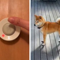 反抗期の犬に『呼び出しチャイム』を教えた結果→予想もできなかった展開に爆笑「違う、そうじゃない笑」「自分で持ってくるの偉いｗ」と7万再生