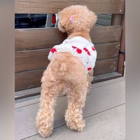 お父さんをお出迎えしたい犬→なぜかソワソワ葛藤し始め…挙動不審になった『愛おしい理由』が話題に「よく頑張った」「可愛すぎて笑う」