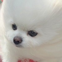 風が強い日、犬と散歩に出かけた結果→思った以上に『前のめりすぎる姿』に「面構えが違う…かっけぇ」「雲の妖精さんみたい」と2万いいね