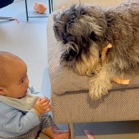 0歳の赤ちゃんとお兄ちゃん犬→思った以上に平和な『おもちゃの取り合い』に「何回も見ちゃう可愛さｗ」「本当に優しい」と絶賛の声