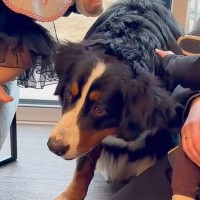 赤ちゃんたちと初対面の超大型犬→『どうぞさわってね』優しすぎる光景が28万再生「なんていい子なの…」「頭下げてあげるの賢すぎる」と称賛