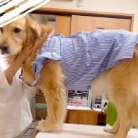 注射を打ちに大型犬と病院へ→『嫌がるかな』と思ったら…想像とは裏腹な『まさかの様子』が23万再生「めっちゃ乙女」「こんなに好きとはｗ」