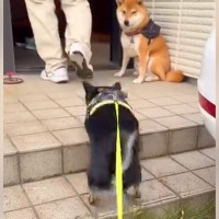 散歩中、近所のおじさんを見つけた犬→大好きが溢れてしまい…思わず笑う『まさかの行動』に「お友達はスルーｗ」「戸惑ってて草」と16万再生