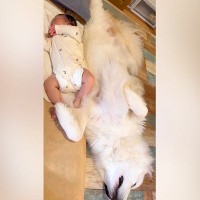 爆睡している赤ちゃん→隣で超大型犬も寝ていると思ったら…健気すぎる『まさかの気遣い』が11万再生「癒やされるコンビ」「優しいお姉ちゃん」