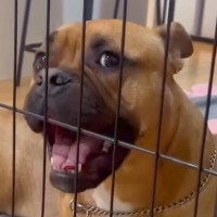 『リビングに入りたい』と訴える犬→ワンコが苦手な先住犬が見せた『まさかの行動』が149万再生「涙出そうになった」「優しい眼差し」と絶賛