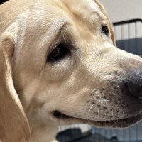 『なんて顔してるの…』大型犬の写真を撮った結果→想像もできなかった『まさかの表情』に8万8000いいね「ミームになりそうｗ」と大反響