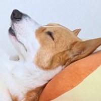家族全員がバタバタと過ごす朝→ふと犬を見てみたら…ワンコとは思えない『まさかの光景』に3万いいね「貫禄あって草」「社長感ｗ」と爆笑
