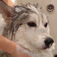 2人がかりでハスキー犬を洗った結果→想定以上に感情を失ってしまい…『もう好きにして』まさかの光景に2万いいね「気持ちが伝わるｗ」と爆笑