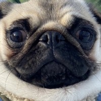 『可愛いマフラー付けてるね』と言われたパグ犬→何のことかと思ったら…『まさかの勘違い』に「自前ｗｗ」「本物で草」と1万いいね集まる