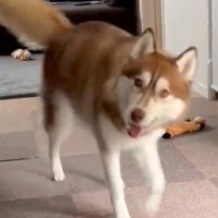 ハスキー犬とかくれんぼ→見つかってしまった瞬間…愛おしすぎる『まさかの行動』に4万いいね集まる「何度も見ちゃった」「可愛すぎる」