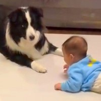 『きゃー！！』赤ちゃんが奇声を出した結果、犬が…まるでコントのようなリアクションが137万再生「ズッコケてるｗ」「笑い止まらん」と爆笑