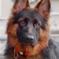 『賢くてカッコいい大型犬』を飼ったと思っていたら…想像とは程遠い『現実の光景』が13万再生「外見とのギャップがｗ」「アホ過ぎるの草」