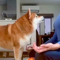 瞑想をしようとしていたら、構ってほしい犬が…まさかの『絶対に集中できない行動』が77万再生「完全な作戦勝ちｗ」「視線の圧がすごい」