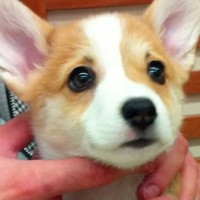 茶色の毛を持つ赤ちゃんコーギー犬…13年後→まるで別犬な『ビフォーアフター』が216万再生「大切にされてるのわかる」「パンみたい」