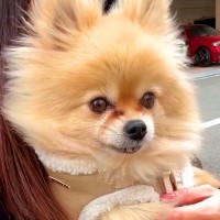 元繁殖犬を病院へ連れて行った結果→声帯を切られていて…非情すぎる現実と飼い主が綴る想いが19万再生「胸が苦しい」「幸せになってよかった」