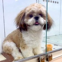 １歳直前になるまで『狭いケースで売れ残っていた犬』を抱っこ→飼おうと決意した結果…家族としての思い出が泣けると68万再生の反響