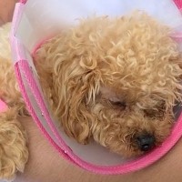 犬を病院で診てもらったら手術になり…胸が痛む『リアルな闘病の記録』が泣けてくると50万再生「気づいたら涙出てた」「頑張ってる姿に感動」