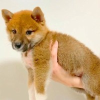 『豆柴』と言われて子犬を飼った結果→2年後の『想定外すぎるビフォーアフター』に「愛情の分大きくなる」「愛おしい」と絶賛の声
